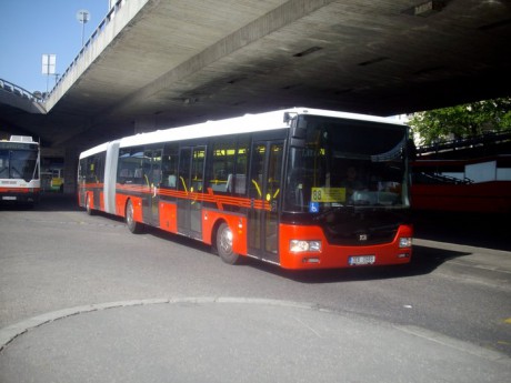 kĺbová sorka.JPG